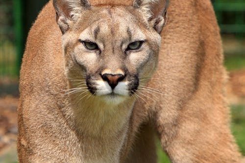 cougar-mountain-lion-puma-concolor-big-cat-53001