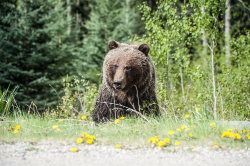 photo-of-grizzly-bear-1328414